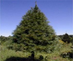 пазл Пихта - рождественская елка